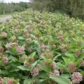 asclepias-syriaca
