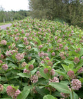 asclepias-syriaca