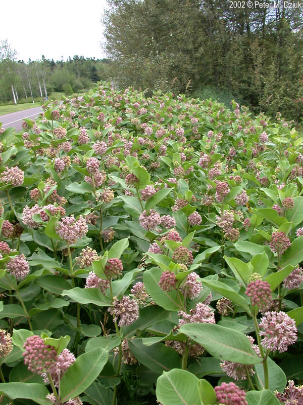 asclepias-syriaca