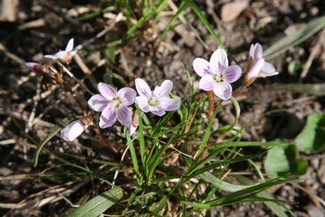 Claytonia Virginica