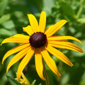 black eyed susan