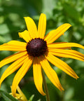 black eyed susan
