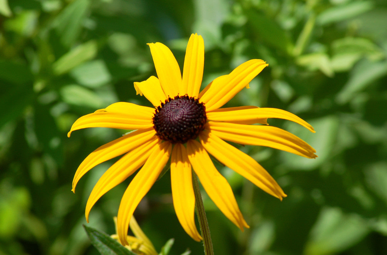 black eyed susan