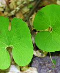 bloodroot leaves