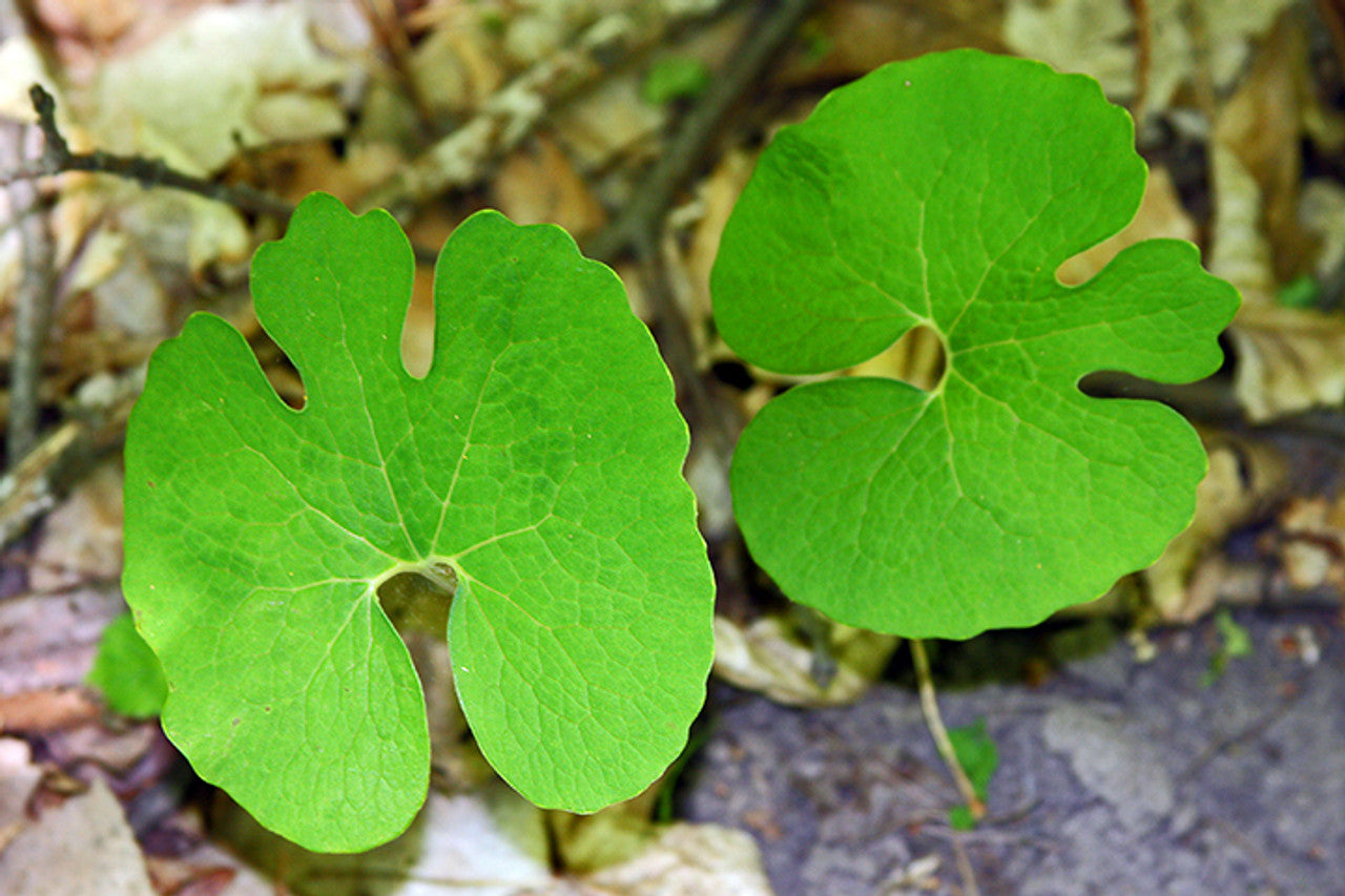 bloodroot leaves