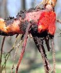 bloodroot roots
