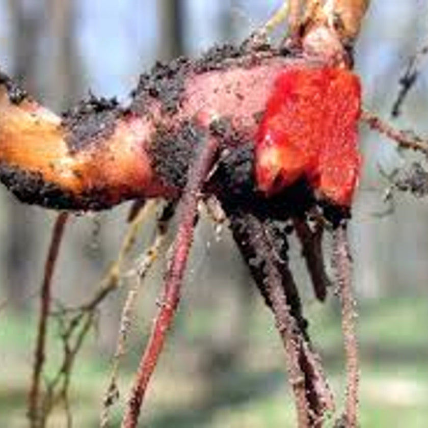 Bloodroot Plants For Sale | Early Spring Bloom Ephemeral – Native Plants