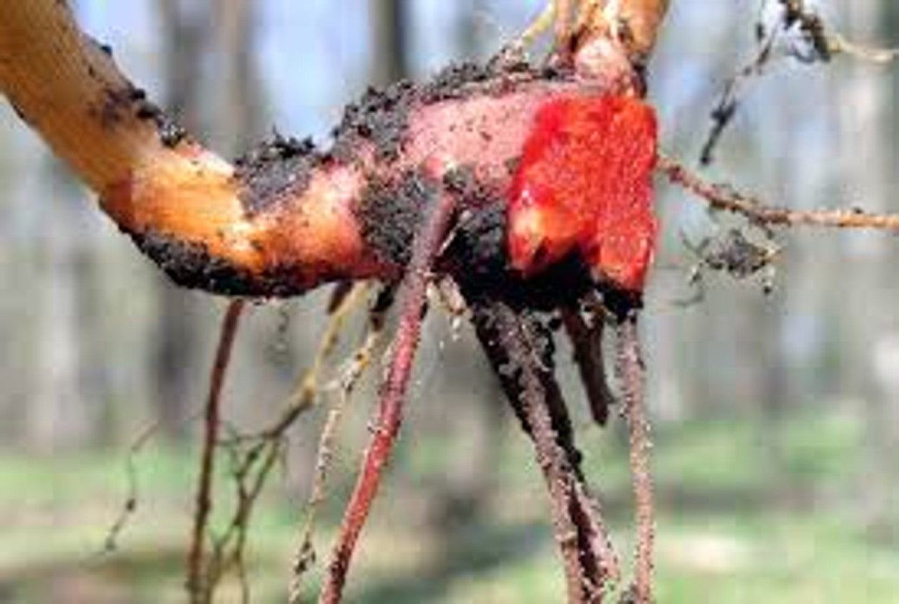 bloodroot roots
