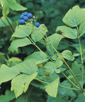 blue cohosh