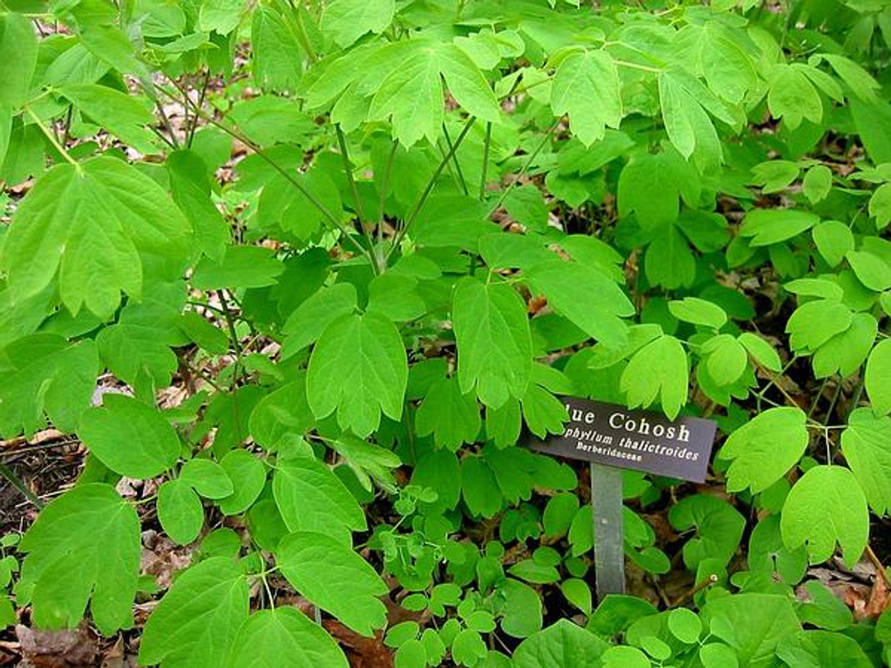 blue cohosh plant