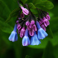 bluebell blooms