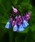 bluebell blooms