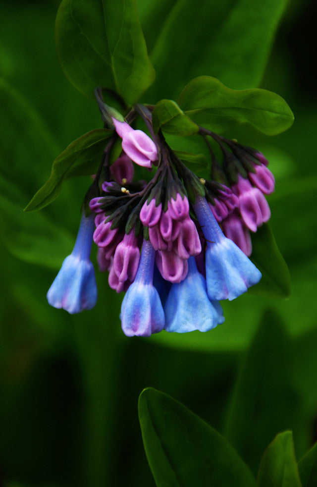 bluebell blooms