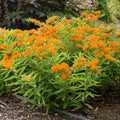 butterfly weed
