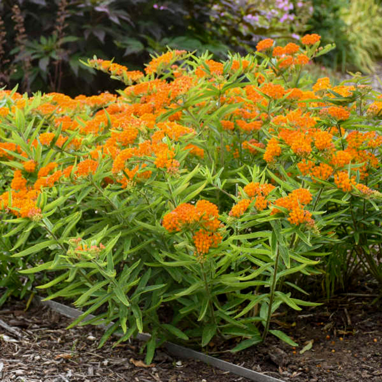 butterfly weed