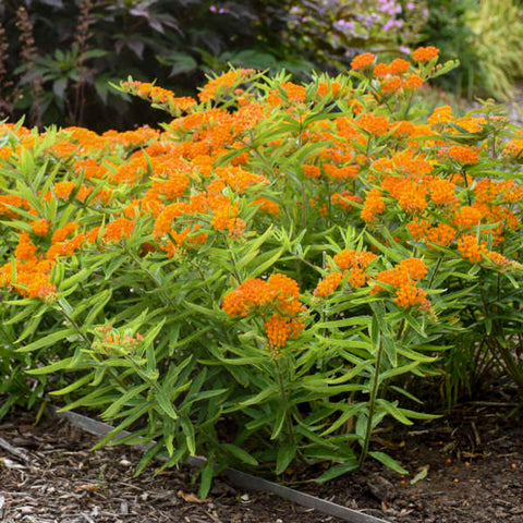 butterfly weed