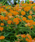 butterfly weed