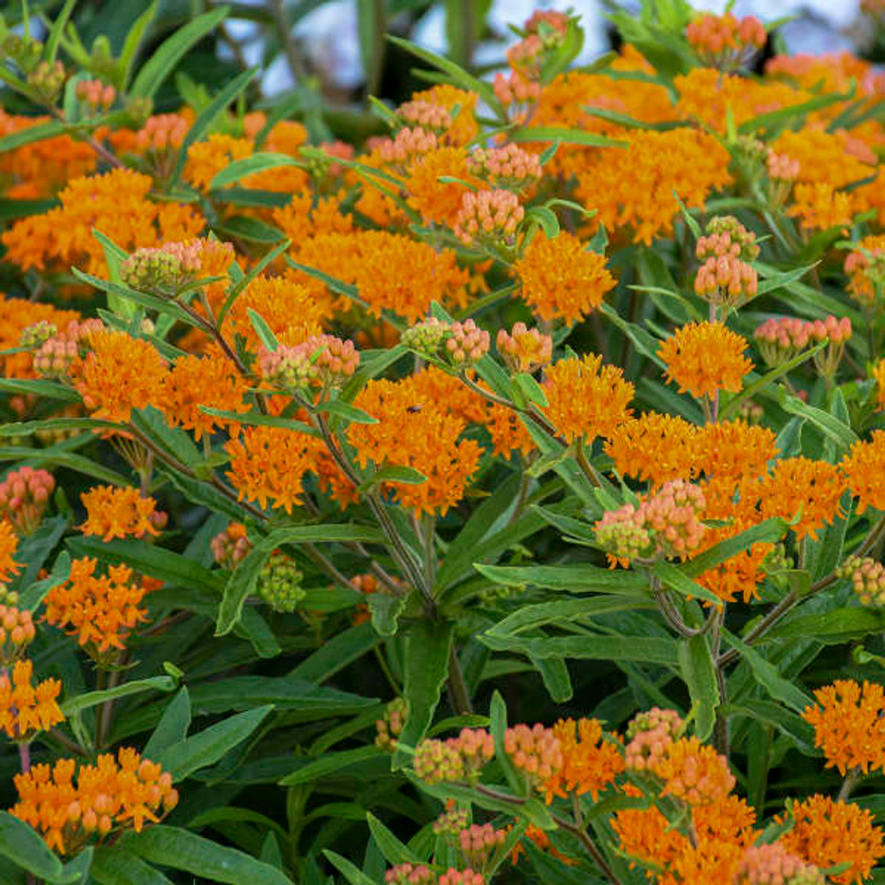 butterfly weed