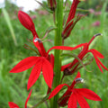 cardinal flower