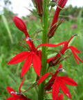 cardinal flower