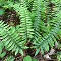 christmas fern