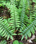christmas fern