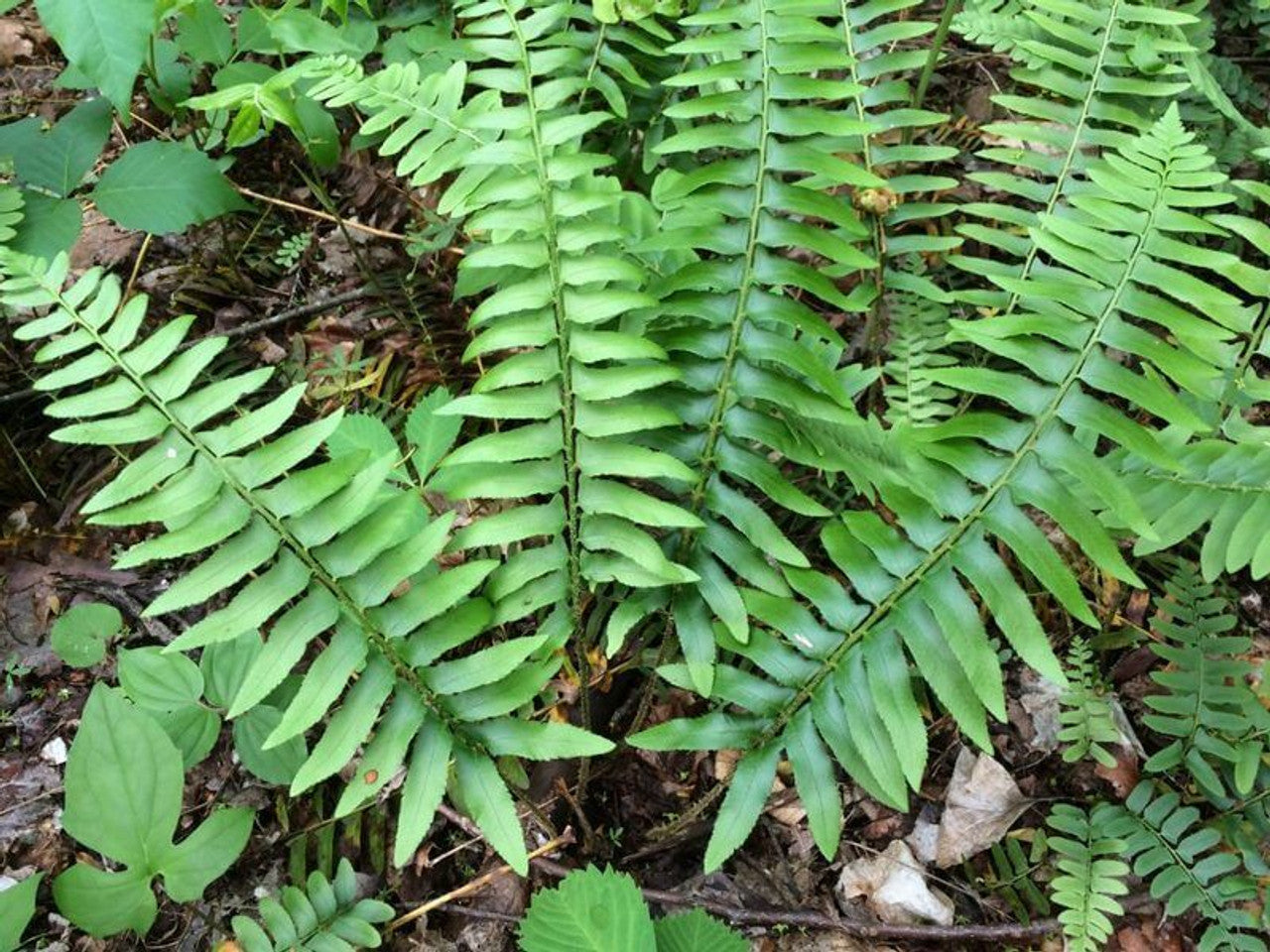 christmas fern