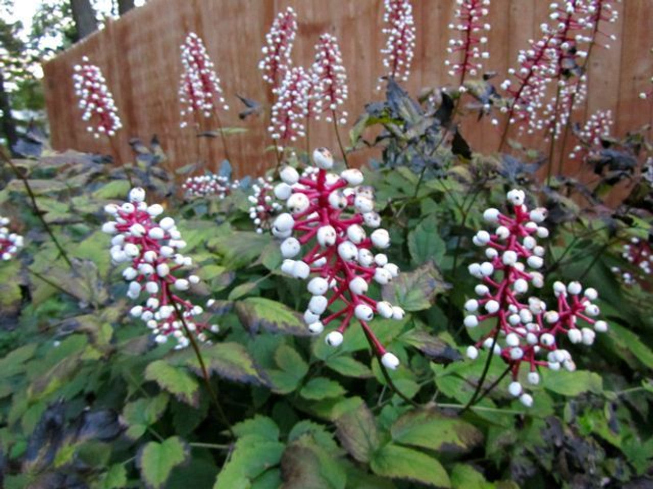 doll's eye plant