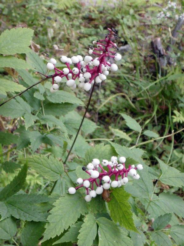 doll's eye plant