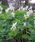 dutchman's breeches