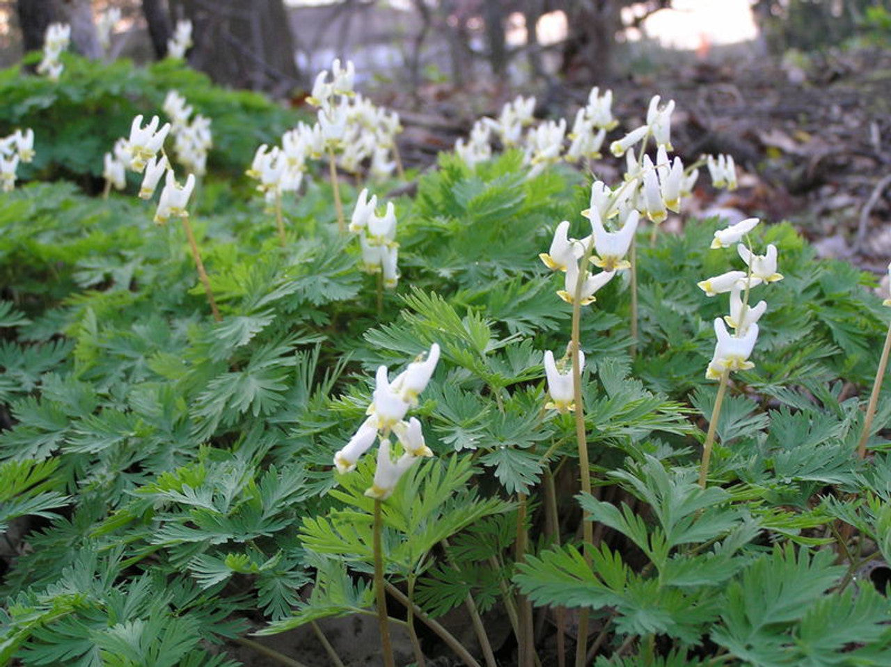 dutchman's breeches
