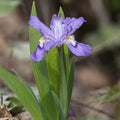 dwarf crested iris