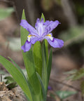 dwarf crested iris