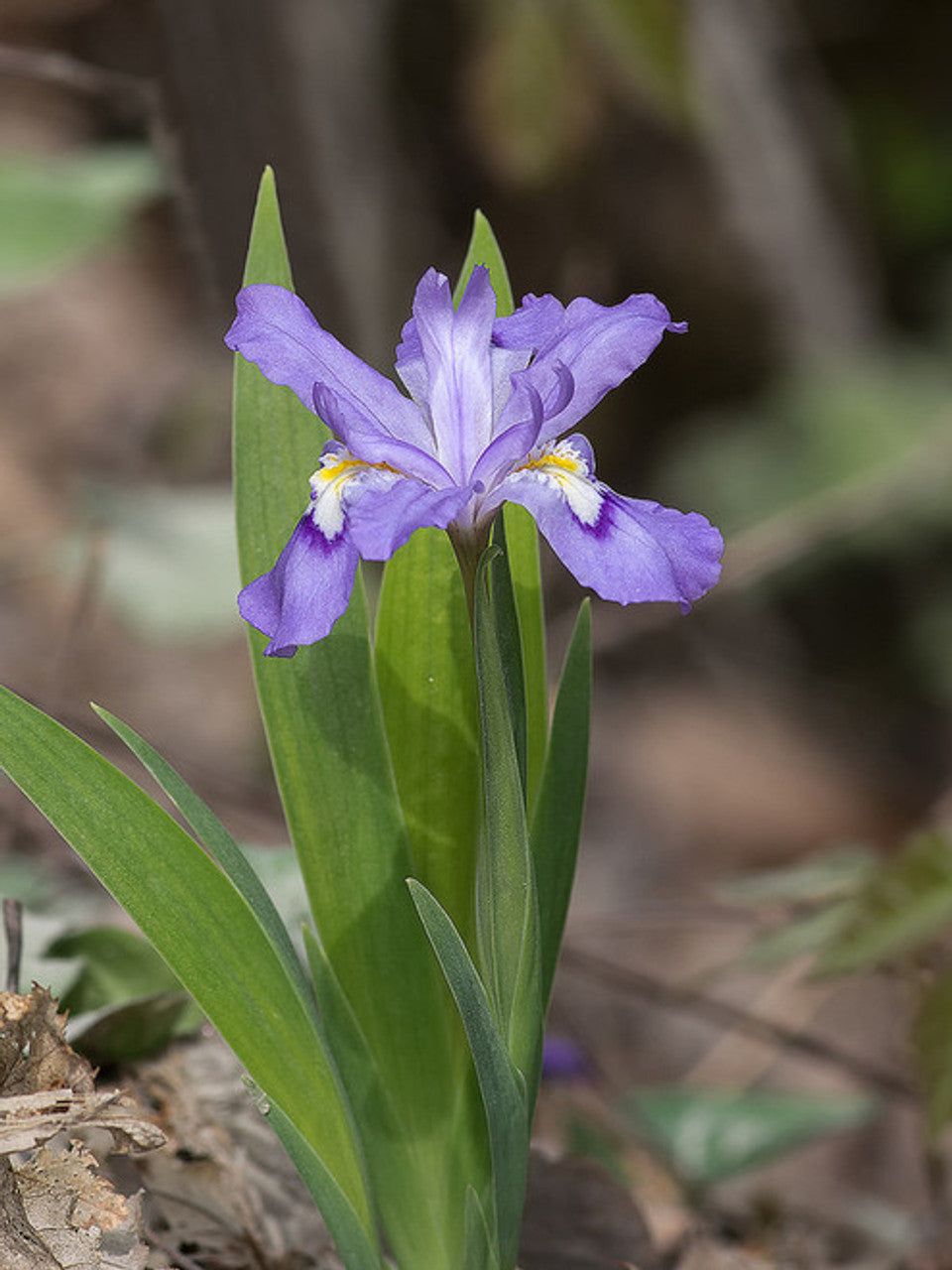 dwarf crested iris