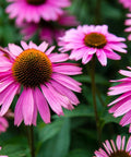 echinacea