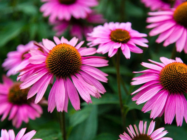 echinacea