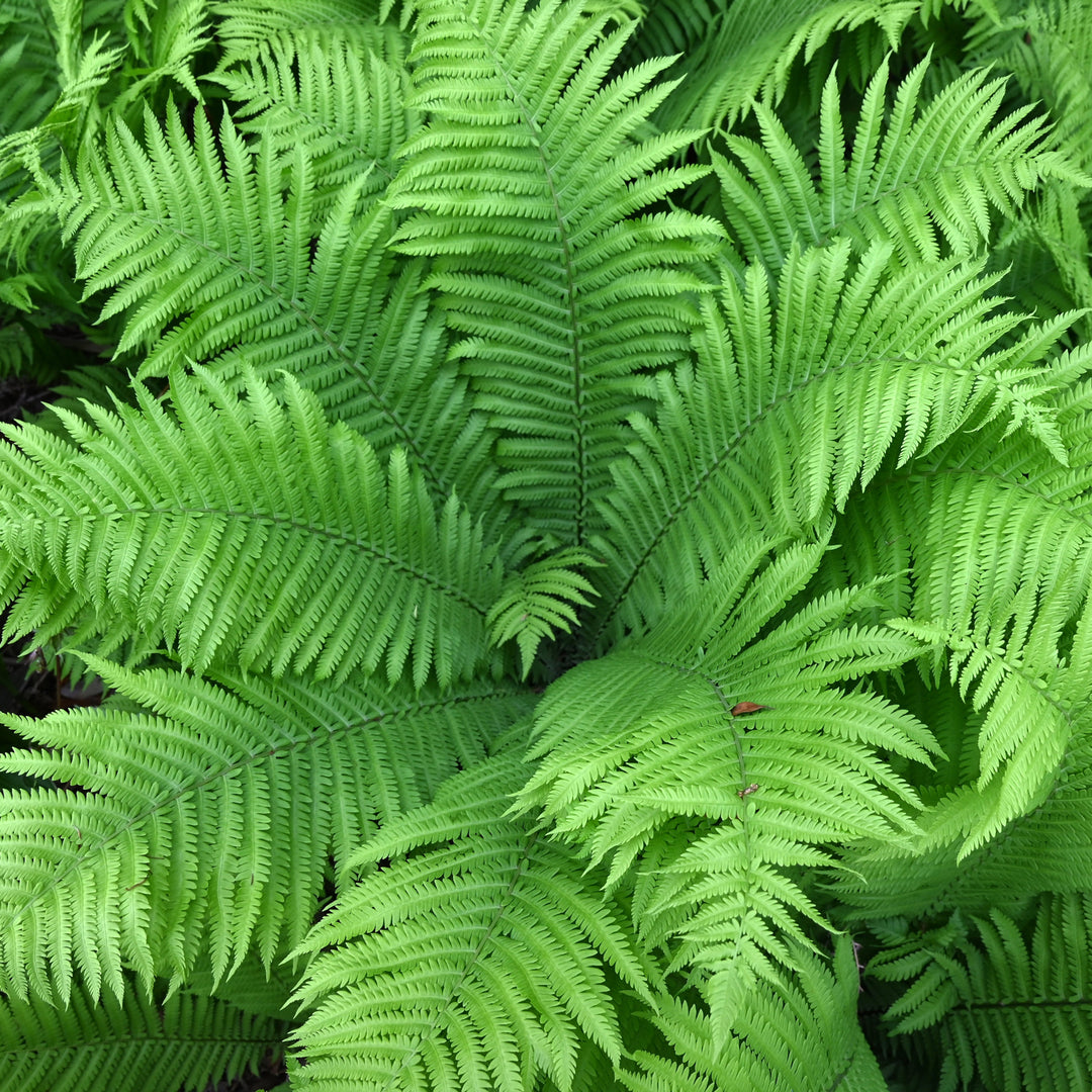 Fiddlehead Fern (Matteuccia) | Native Ostrich Fern for Sale – Native Plants