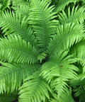 fiddlehead fern plant