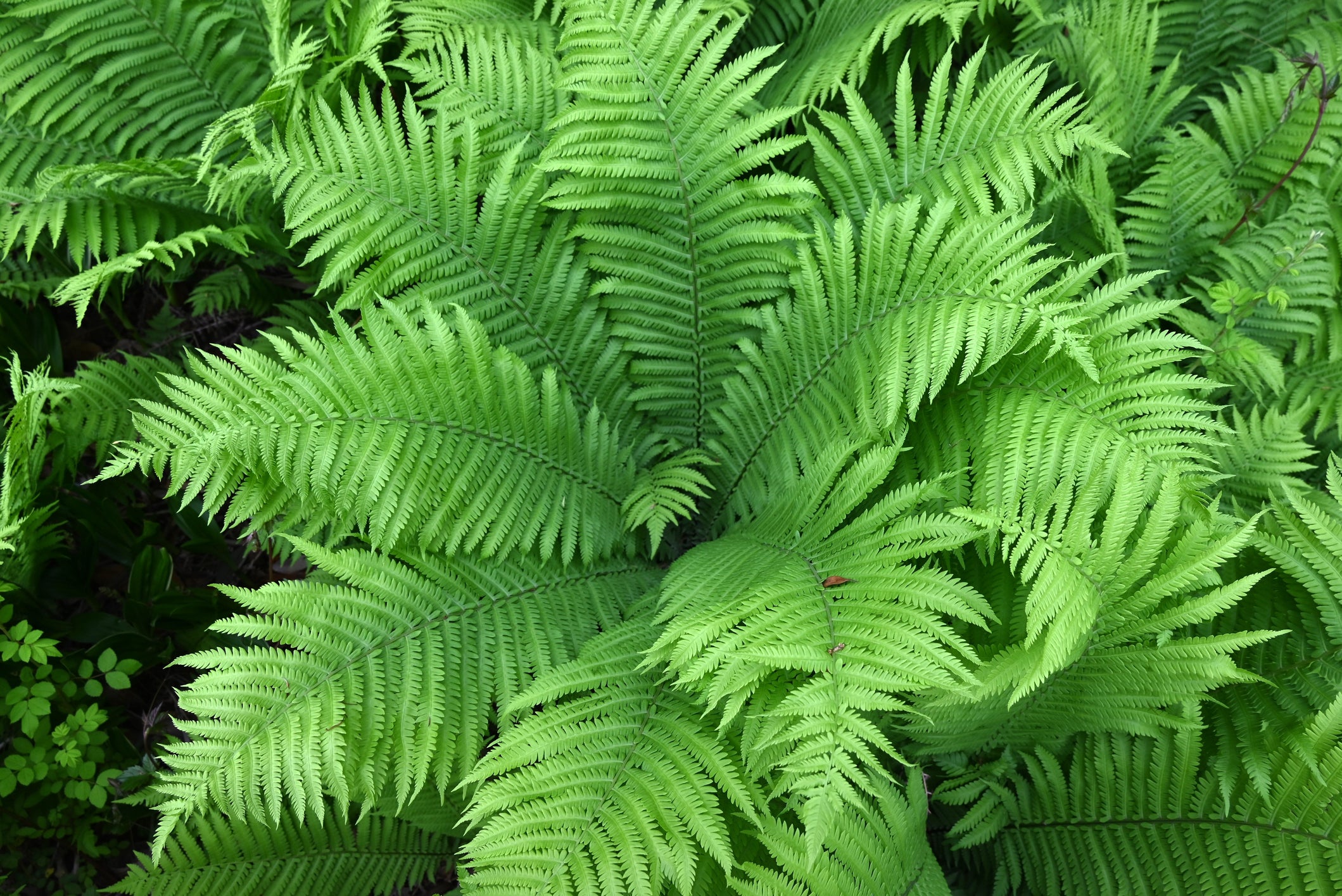 fiddlehead fern plant