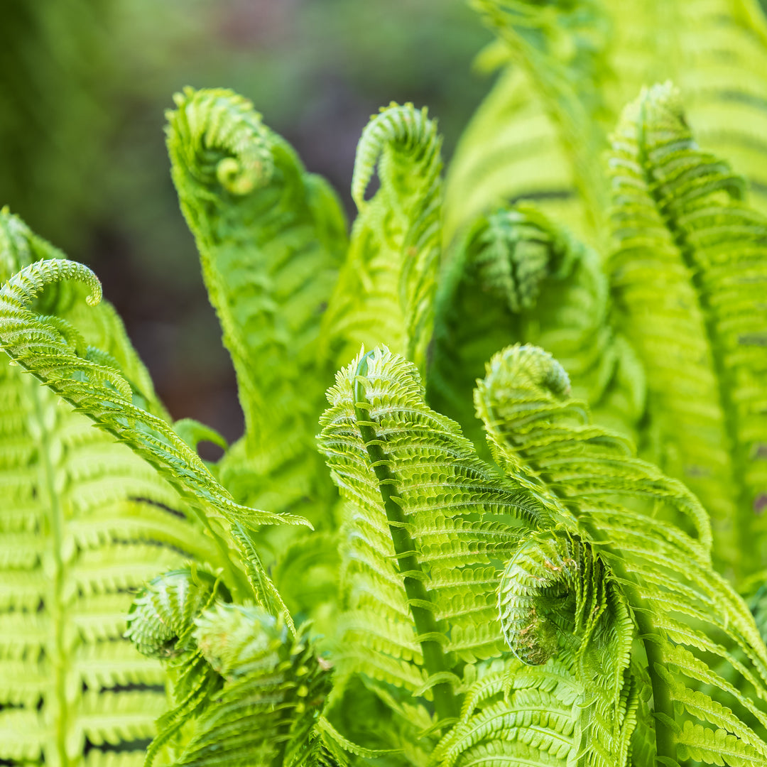 Buy Fiddlehead Fern | Spectacular Fiddlehead Fronds – Native Plants