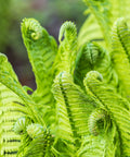 fiddlehead ferns