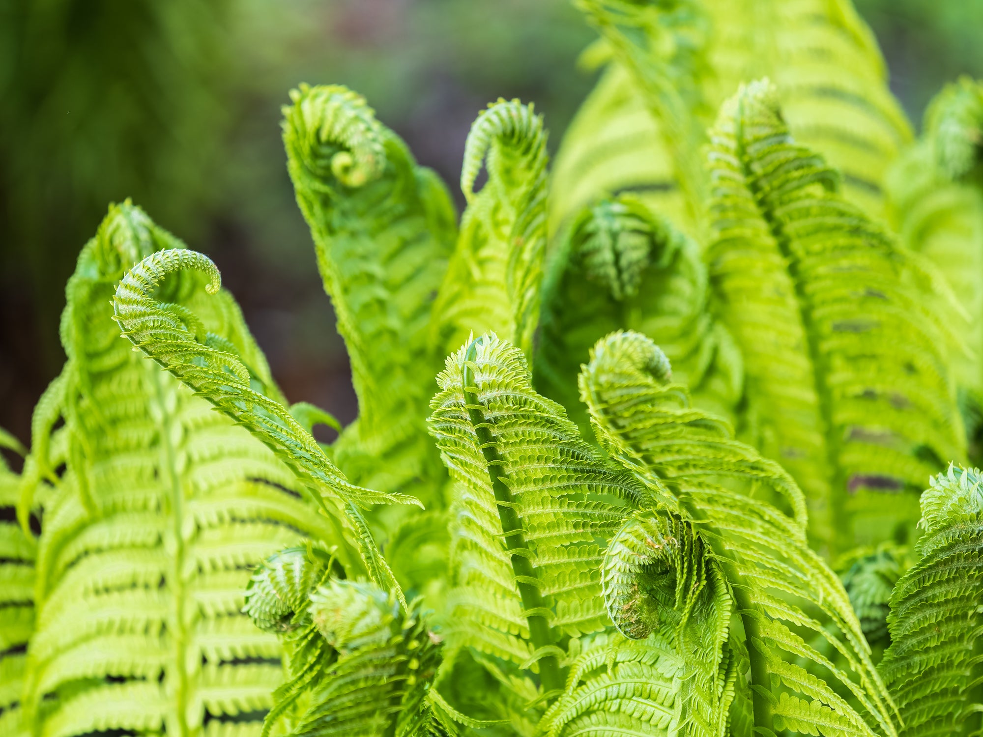 fiddlehead ferns