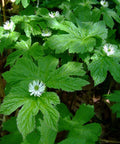 goldenseal