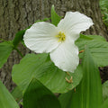 great white trillium