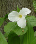 great white trillium