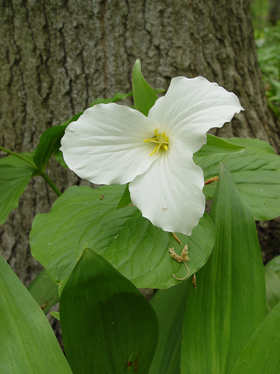 great white trillium