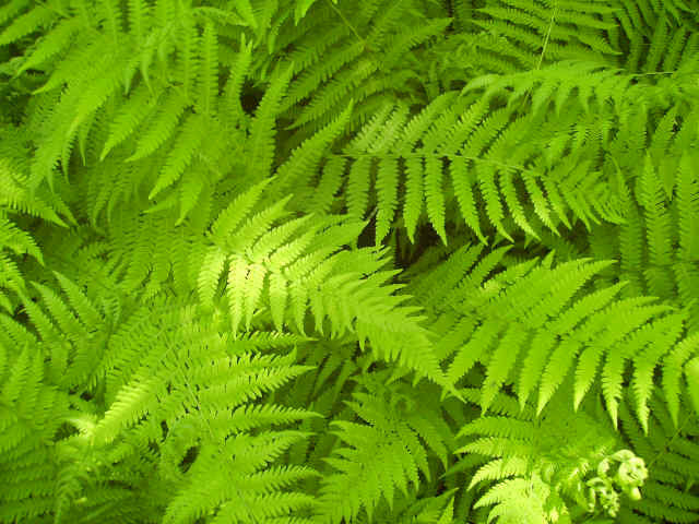 hay scented ferns
