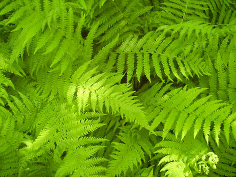 hay scented ferns
