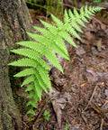 hay scented fern