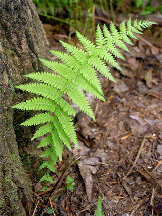 hay scented fern
